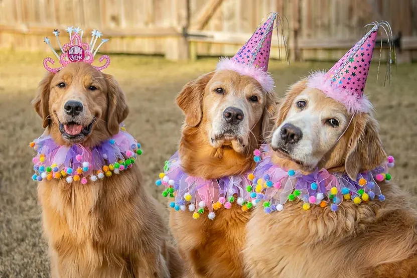 Pet Birthdays